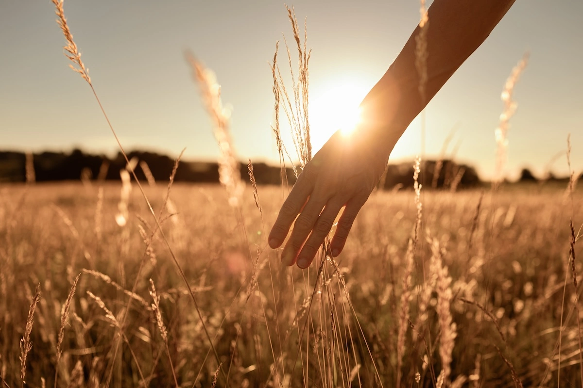A hand brushing through a sunlit field of grass