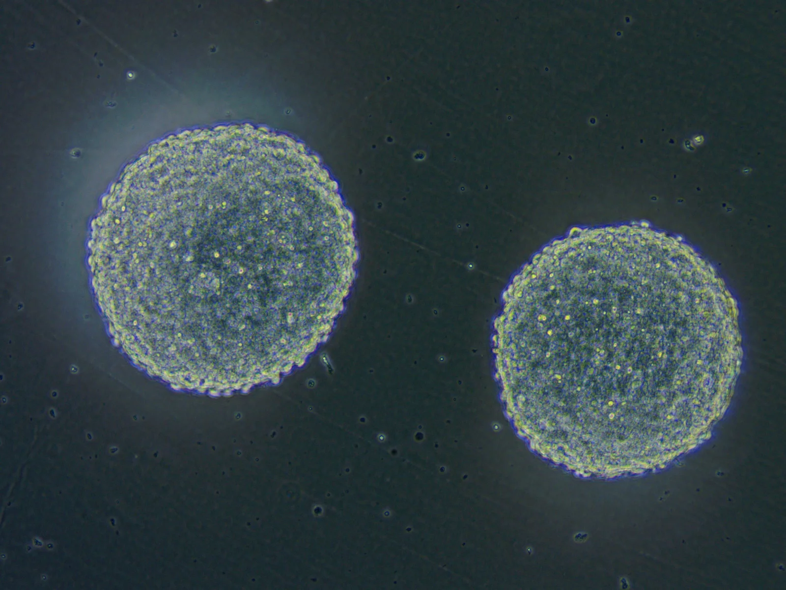 Microscopy of Mewery animal-cell development